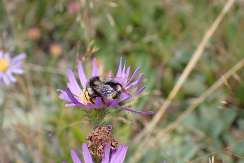 iNaturalist observation photo of Bumble Bees