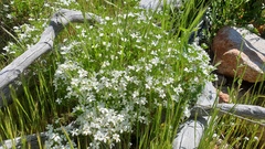 Leptosiphon floribundus glaber