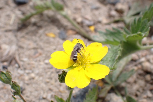iNaturalist observation photo of Bees