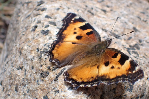 iNaturalist observation photo of California Tortoiseshell