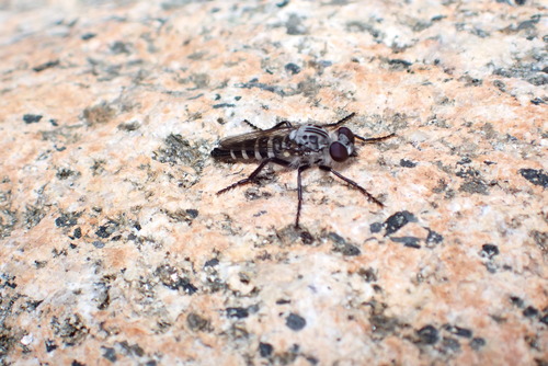 iNaturalist observation photo of Cyrtopogon