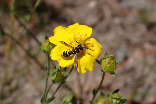 iNaturalist observation photo of Potter and Mason Wasps