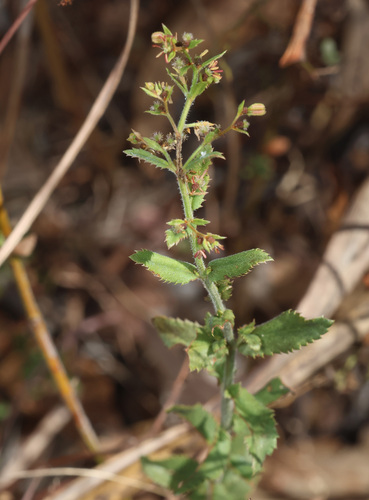 Gonocarpus leptothecus (Gonocarpus leptothecus)