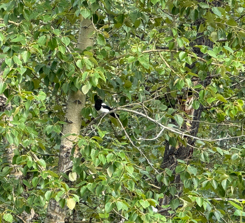 Black-billed Magpie