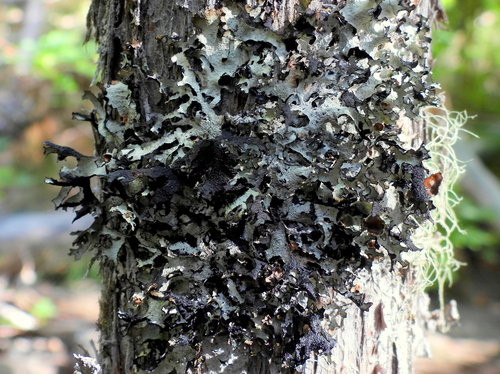 Tinted Rag Lichen