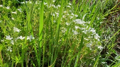 Leptosiphon floribundus glaber