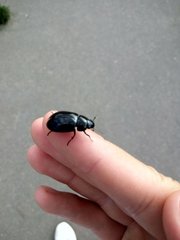 Hydrochara caraboides