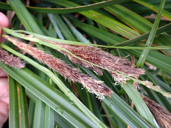 Carex trifida, photograph author not stated, no rights reserved
