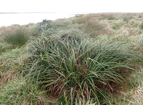 Carex trifida, photograph 5