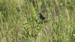 Alectrurus risora