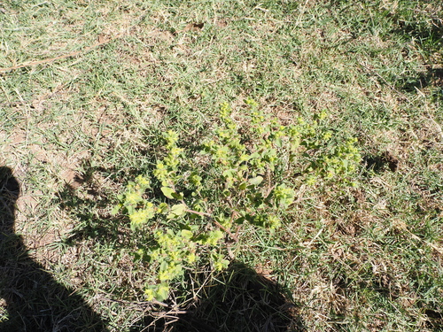 Acanthospermum hispidum, photograph 1