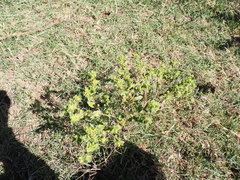 Acanthospermum hispidum, photograph (c) Lucas Christofides, some rights reserved (CC BY)