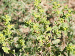 Acanthospermum hispidum