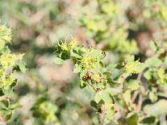 Acanthospermum hispidum, photograph (c) Lucas Christofides, some rights reserved (CC BY)