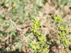 Acanthospermum hispidum, photograph (c) Lucas Christofides, some rights reserved (CC BY)