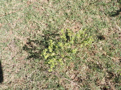 Acanthospermum hispidum, photograph (c) Lucas Christofides, some rights reserved (CC BY)