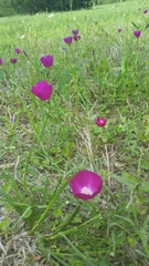 Callirhoe involucrata