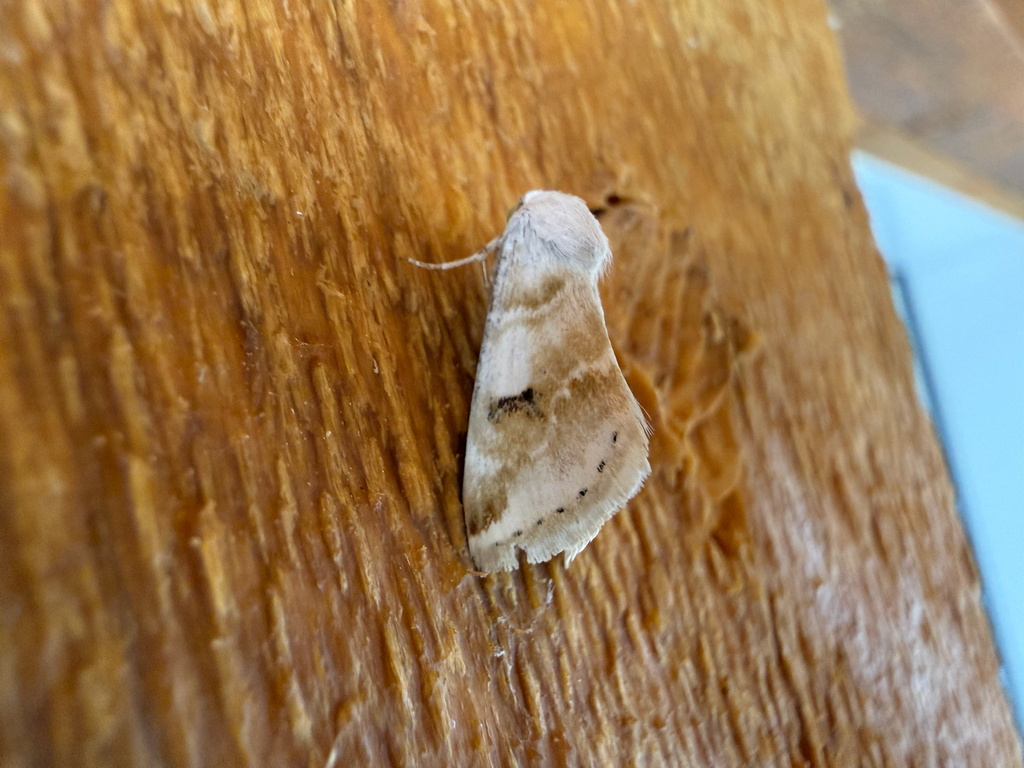 Rabbitbush Flower Moth