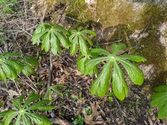 Podophyllum