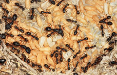 Camponotus renggeri