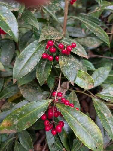 Coralberry