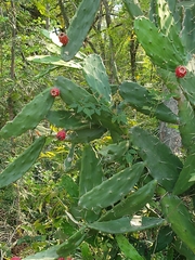 Opuntia auberi