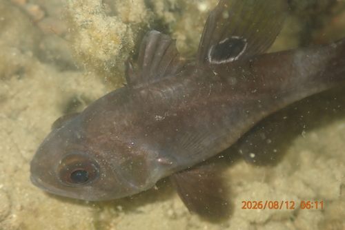 Apogonichthyoides melas observed 2026-08-12