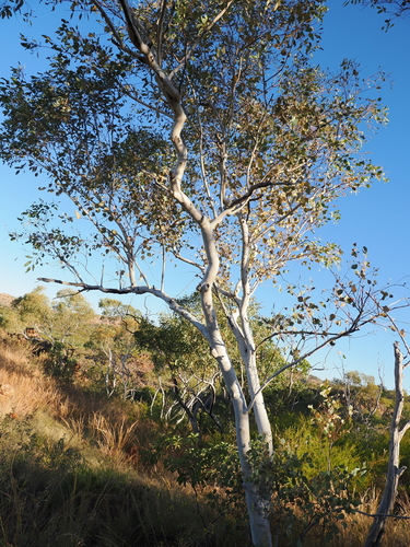 Eucalyptus leucophloia, photograph 3