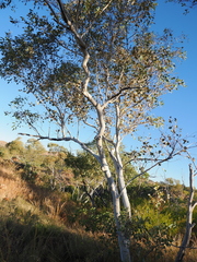 Eucalyptus leucophloia, photograph (c) Lucas Christofides, some rights reserved (CC BY)