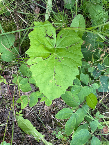 Arrowleaf Sweet Coltsfoot