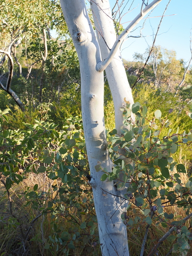 Eucalyptus leucophloia, photograph 4