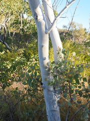 Eucalyptus leucophloia, photograph (c) Lucas Christofides, some rights reserved (CC BY)