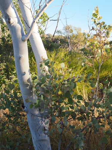 Eucalyptus leucophloia, photograph 5