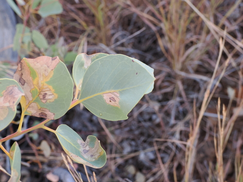 Eucalyptus leucophloia, photograph 6
