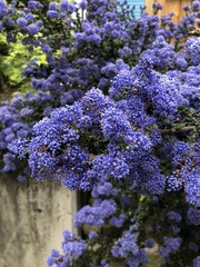 Ceanothus impressus