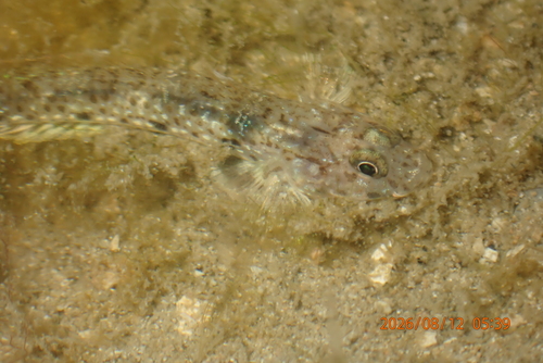 Favonigobius opalescens observed 2026-08-12