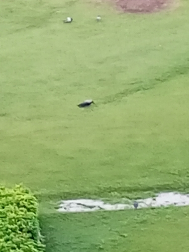 Hooded Crow