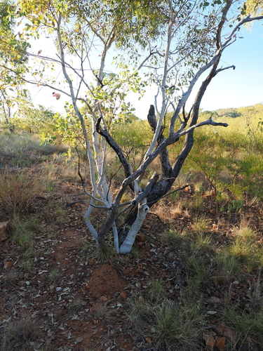 Eucalyptus leucophloia