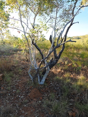 Eucalyptus leucophloia, photograph (c) Lucas Christofides, some rights reserved (CC BY)