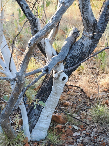 Eucalyptus leucophloia, photograph 2