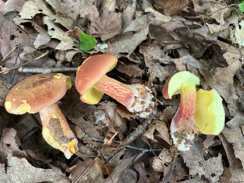 two-colored bolete · August 2026 · photo: Photo: (c) Deana Tempest Thomas, some rights reserved (CC BY) · iNaturalist