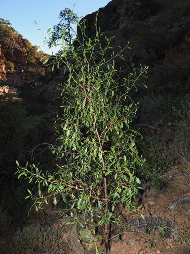 Dodonaea lanceolata, photograph 2