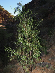 Dodonaea lanceolata, photograph (c) Lucas Christofides, some rights reserved (CC BY)