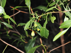 Dodonaea lanceolata