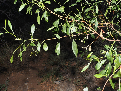 Dodonaea lanceolata, photograph 1