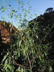 Dodonaea lanceolata, photograph (c) Lucas Christofides, some rights reserved (CC BY)