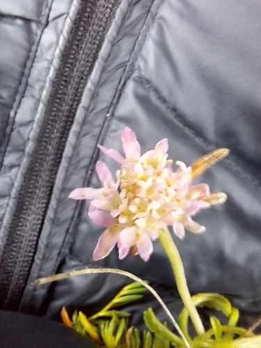 Sweet scabious