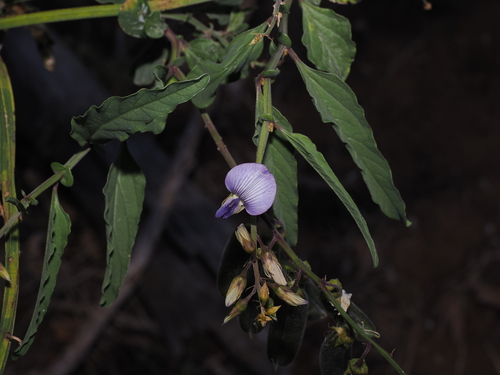 Crotalaria verrucosa, photograph 2