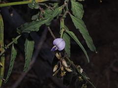 Crotalaria verrucosa, photograph (c) Lucas Christofides, some rights reserved (CC BY)