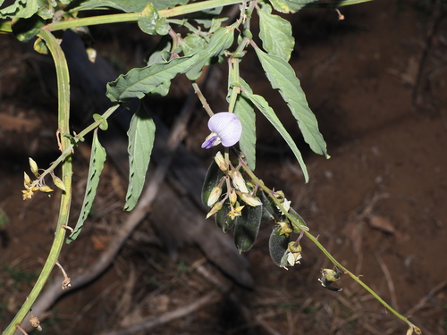 Crotalaria verrucosa, photograph 3